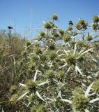 Eryngium campestre. Растение на остепенённом склоне. Север Краснодарского края, Кущёвский заказник. 18.08.2009.