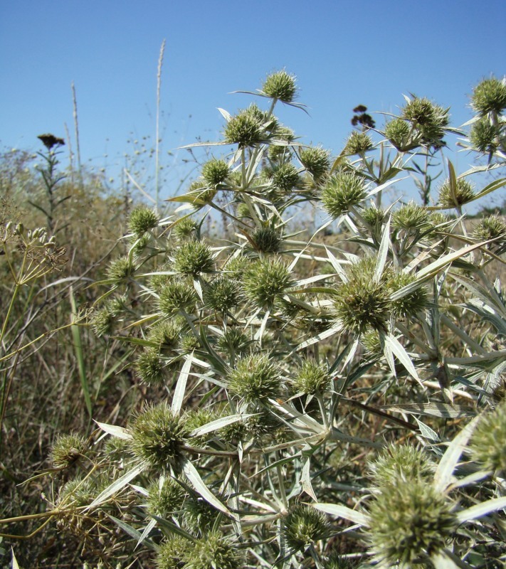 Изображение особи Eryngium campestre.