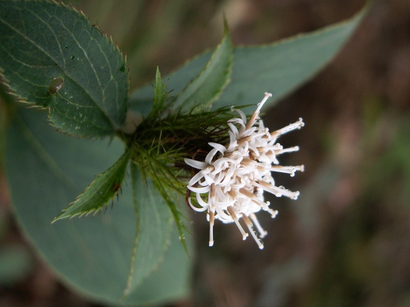 Изображение особи Atractylodes ovata.