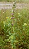 Rhinanthus groenlandicus