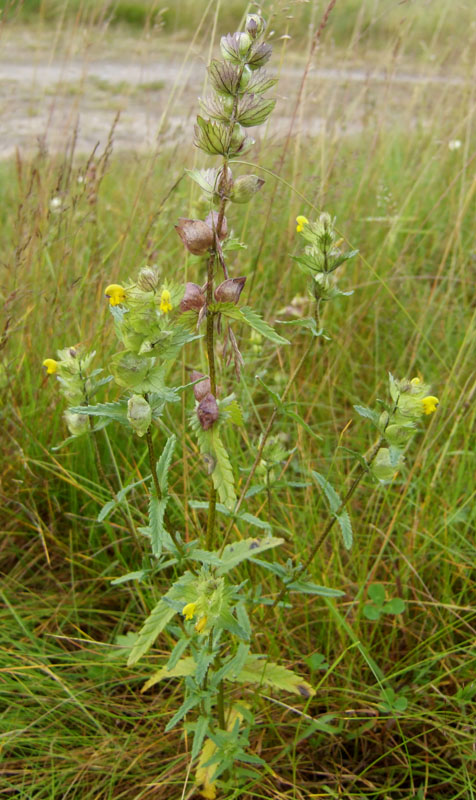 Image of Rhinanthus groenlandicus specimen.