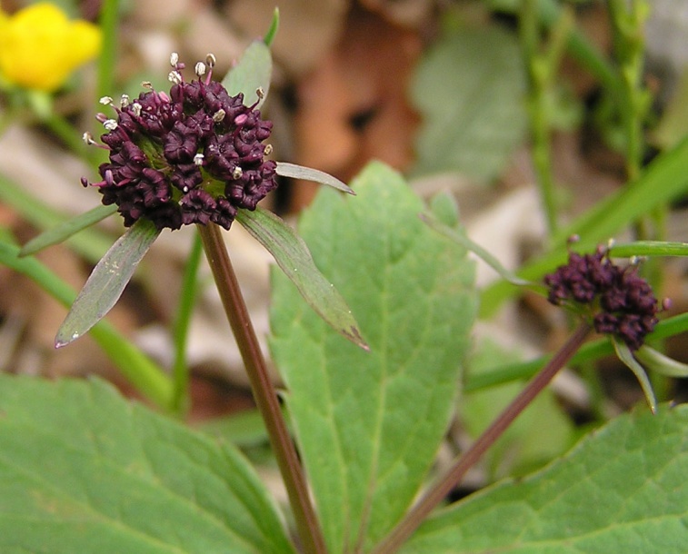 Изображение особи Sanicula rubriflora.