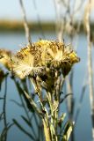 Galatella biflora