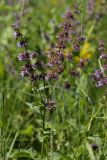 Salvia verticillata. Верхушка цветущего растения. Белгородская обл., пос. Борисовка, балочная степь. 28.06.2009.