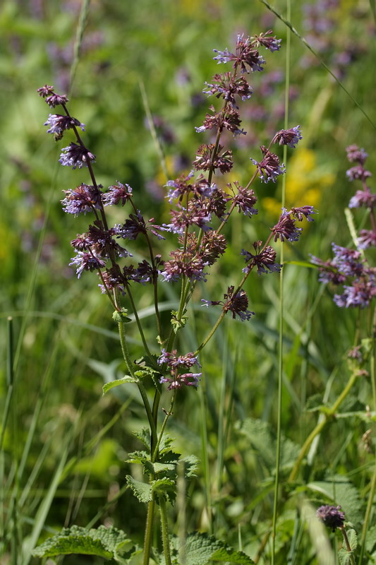 Изображение особи Salvia verticillata.