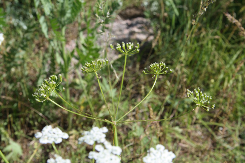 Image of Bunium intermedium specimen.