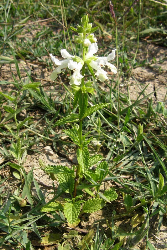 Image of Stachys pubescens specimen.