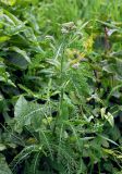 Achillea millefolium