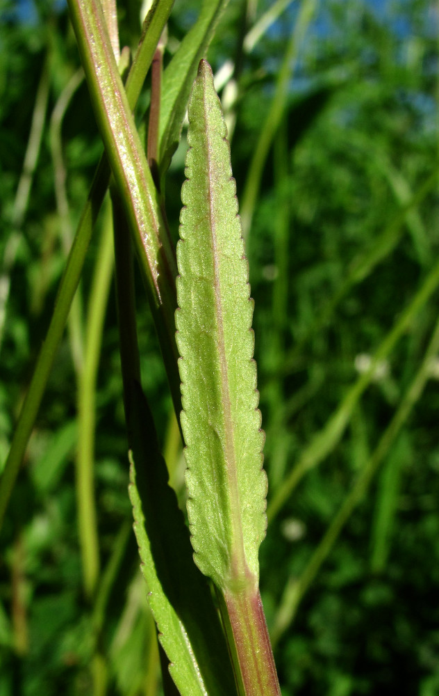Image of Campanula patula specimen.