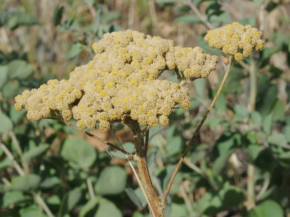 Изображение особи Handelia trichophylla.