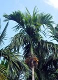 Areca catechu