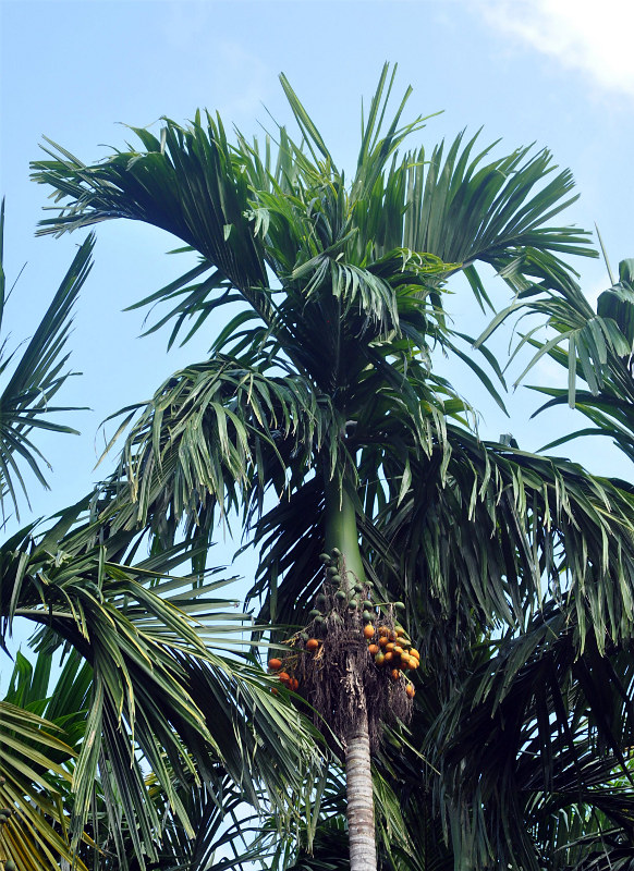 Image of Areca catechu specimen.
