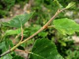 Betula litwinowii