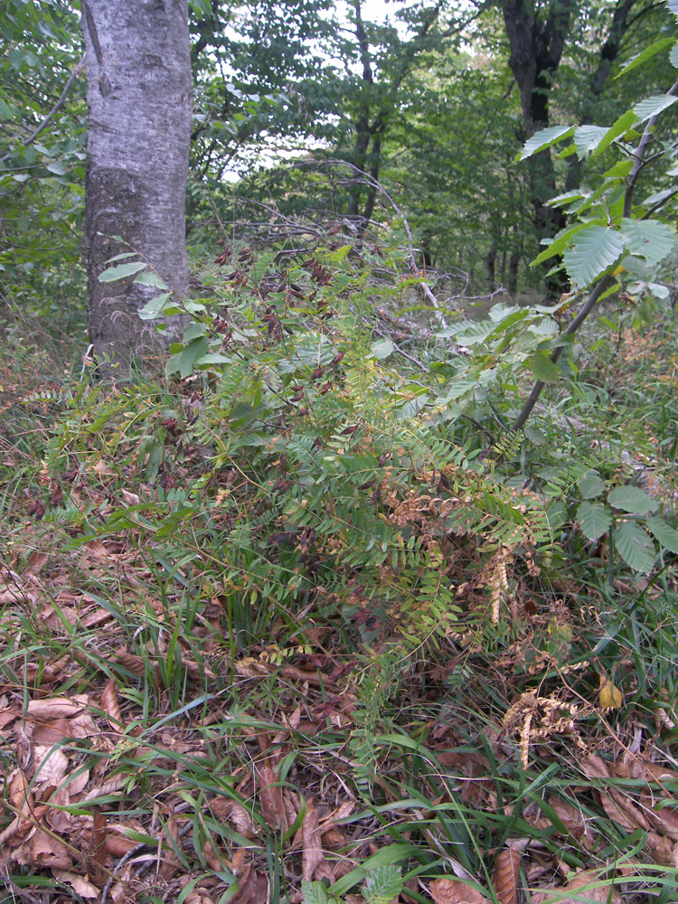 Image of Vicia cassubica specimen.