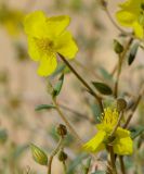 Helianthemum sancti-antonii