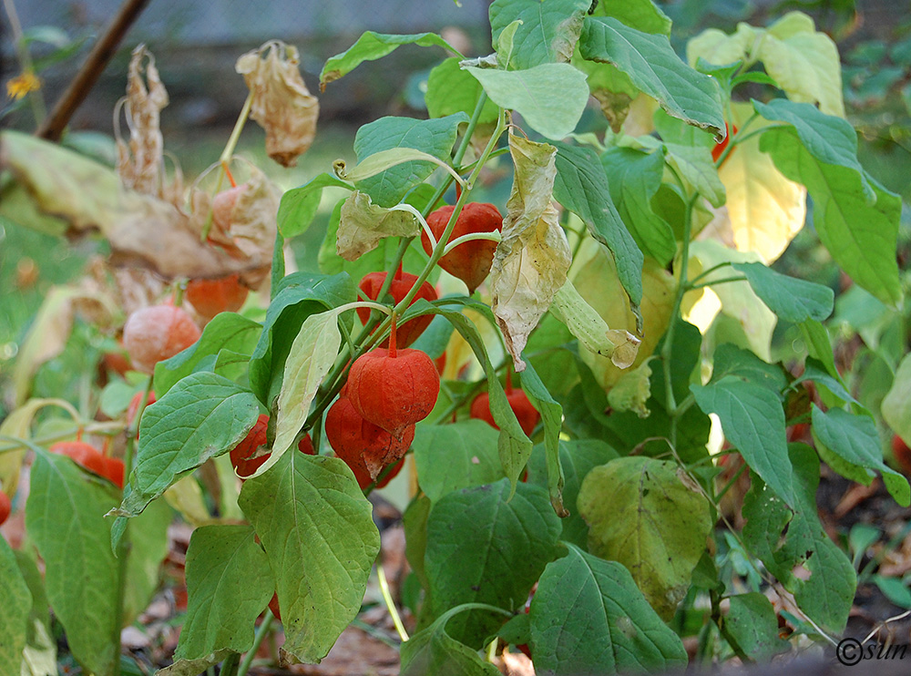 Изображение особи Alkekengi officinarum.