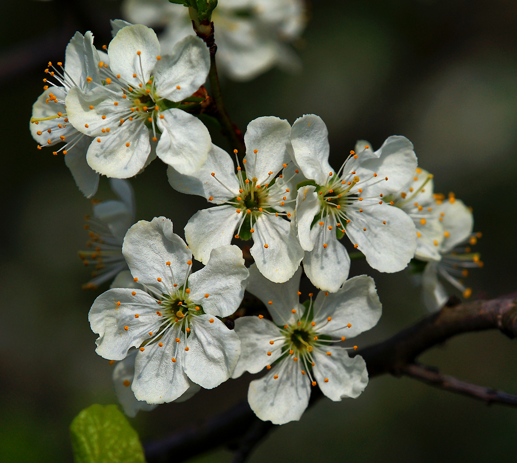 Image of Prunus domestica specimen.