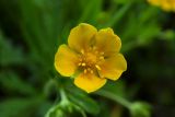 Potentilla goldbachii