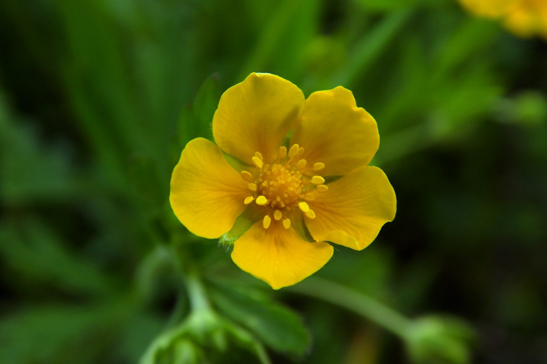 Изображение особи Potentilla goldbachii.