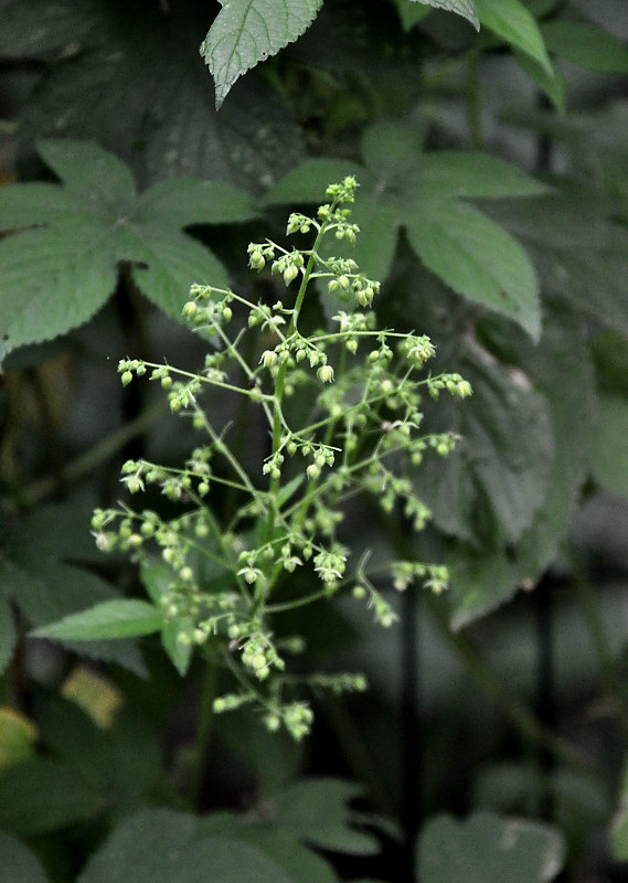 Изображение особи Humulopsis scandens.