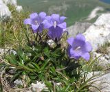 Campanula ciliata