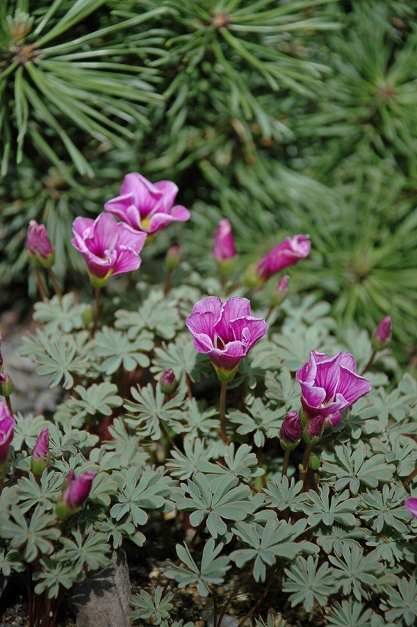 Image of Oxalis enneaphylla specimen.