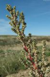 Salsola foliosa