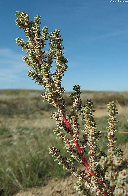 Image of Salsola foliosa specimen.