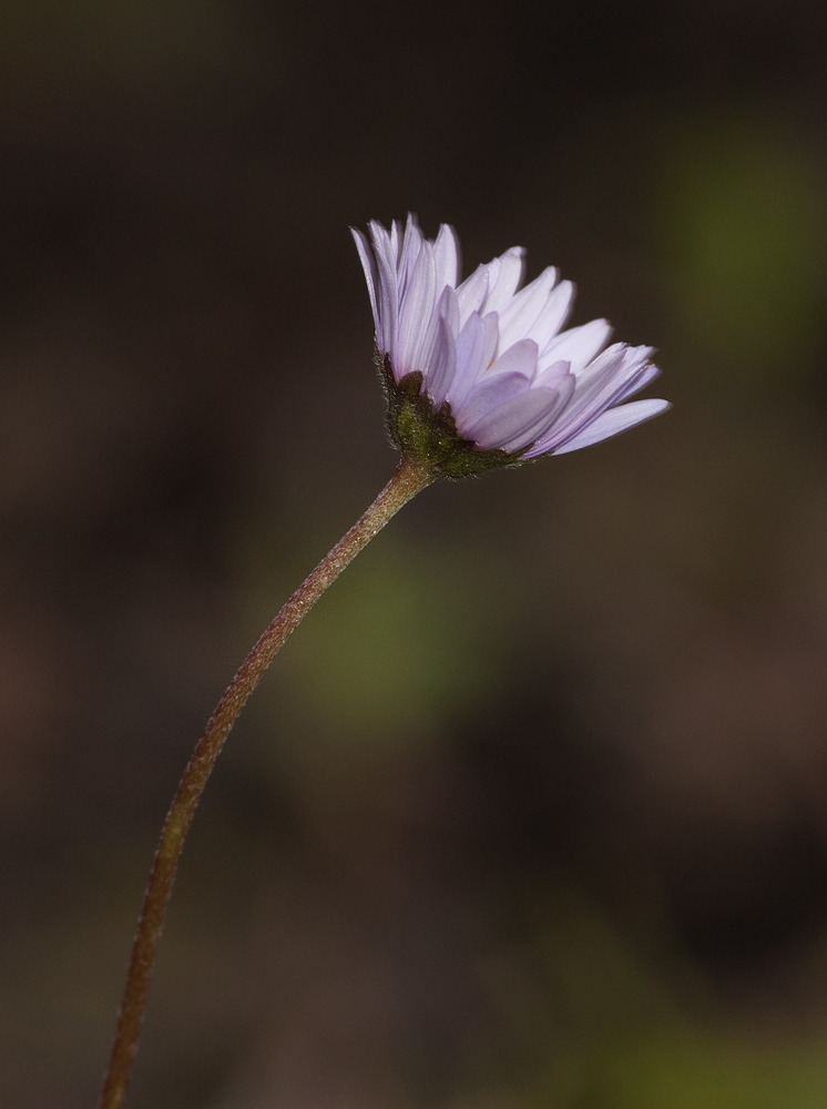 Image of Bellis caerulescens specimen.