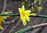 Jasminum nudiflorum. Часть веточки с цветком. Германия, г. Берлин, уличное озеленение. Январь 2015 г.