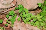 Theligonum cynocrambe