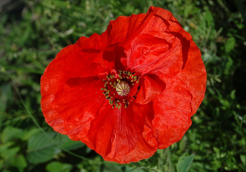 Image of Papaver rhoeas specimen.
