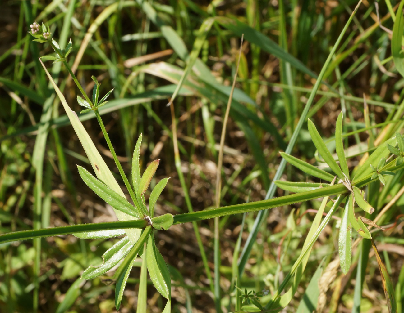 Изображение особи Galium pseudorivale.