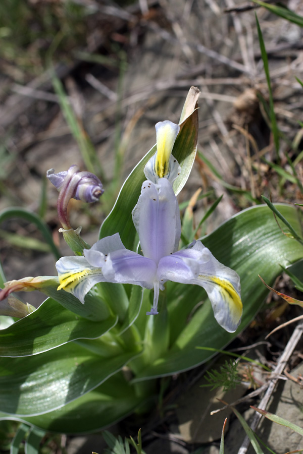 Image of genus Juno specimen.