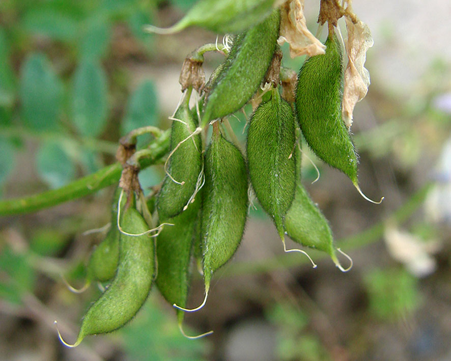 Изображение особи Astragalus alpinus.