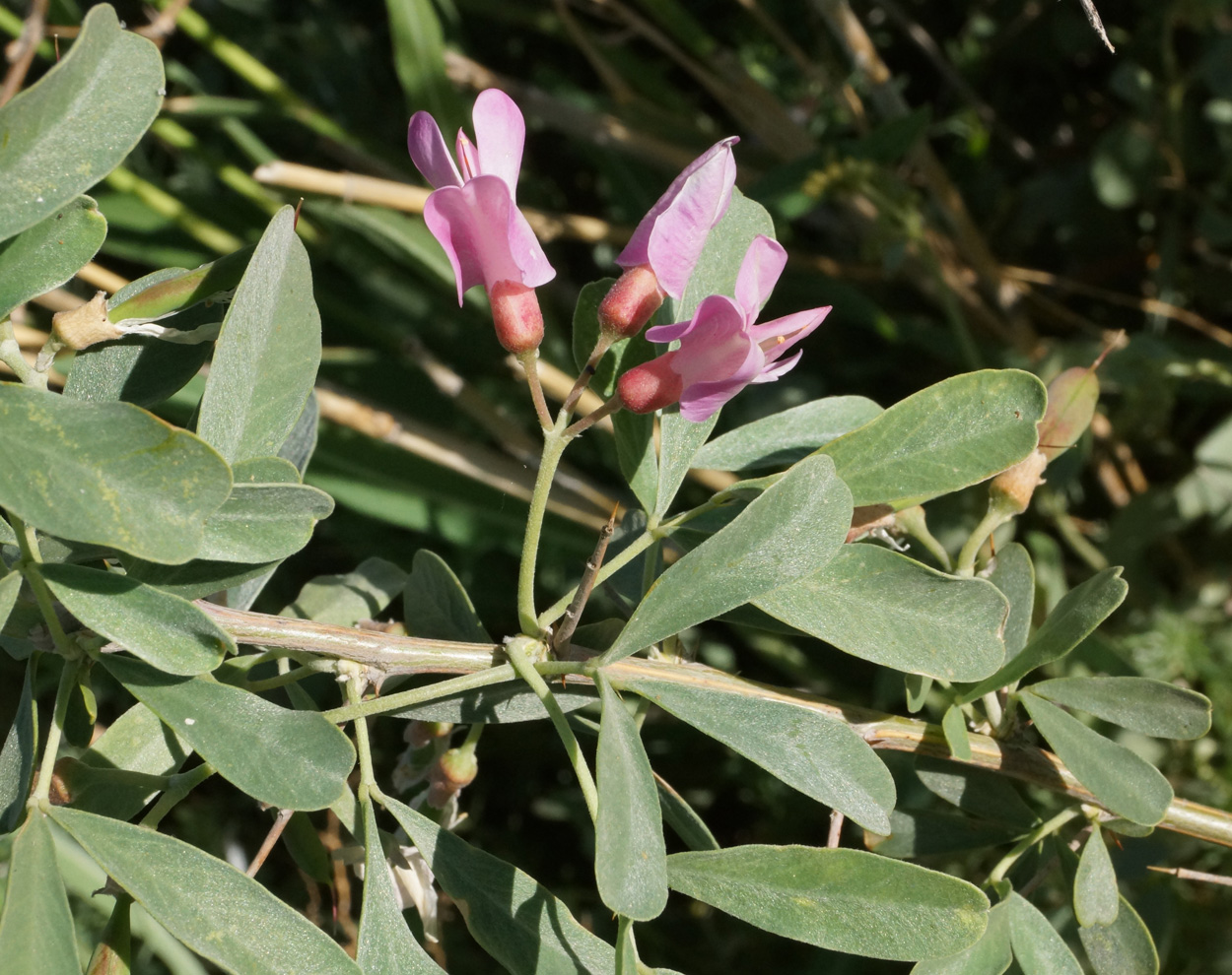 Изображение особи Halimodendron halodendron.