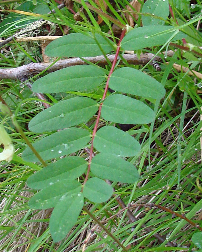 Изображение особи Astragalus secundus.