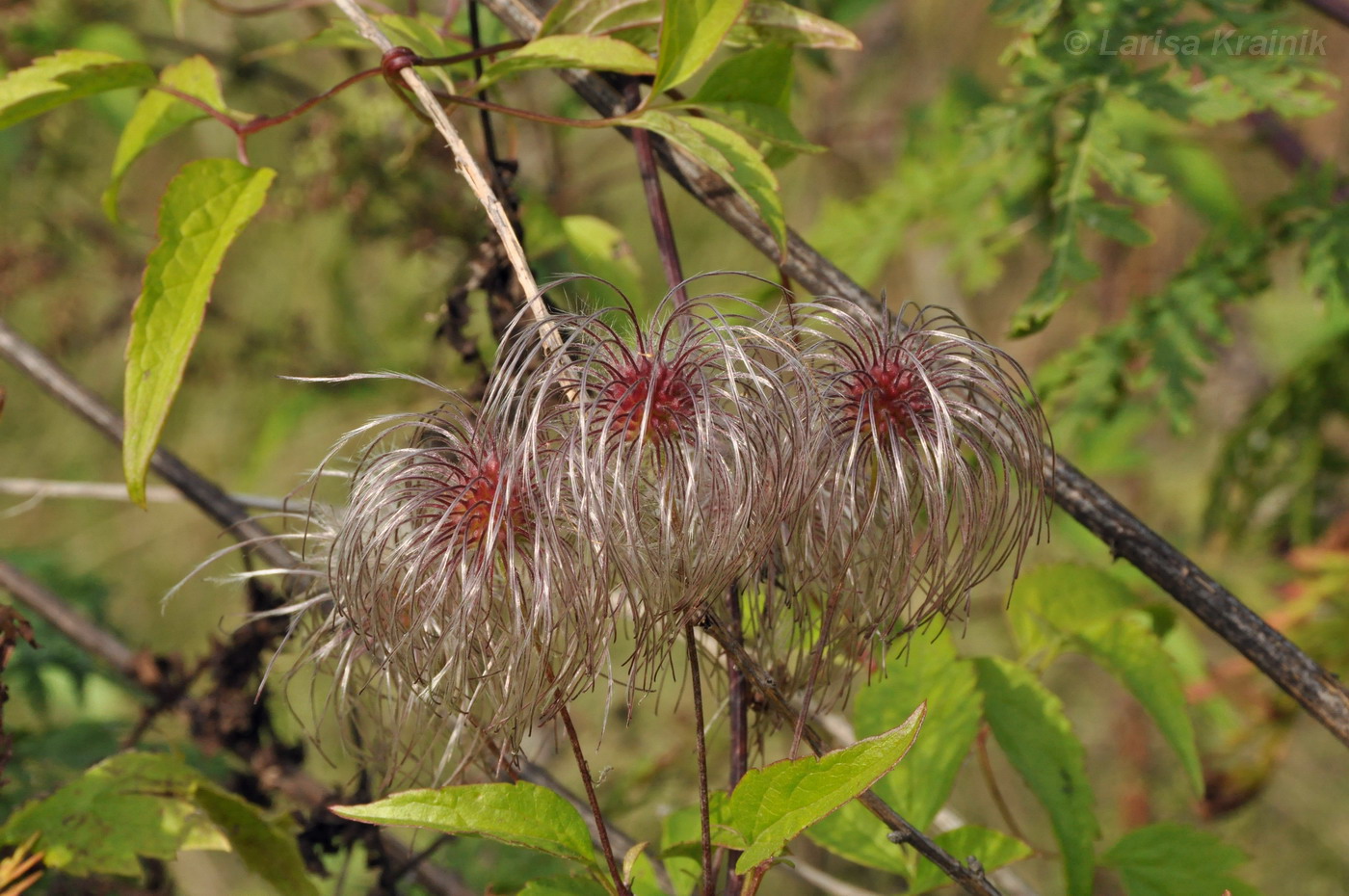 Image of Clematis serratifolia specimen.