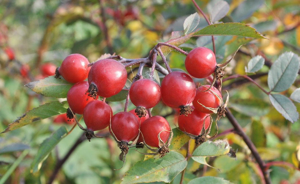 Image of Rosa glauca specimen.