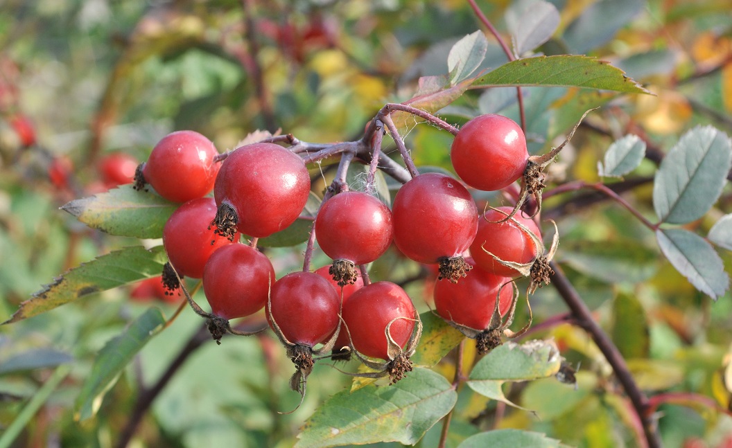 Изображение особи Rosa glauca.