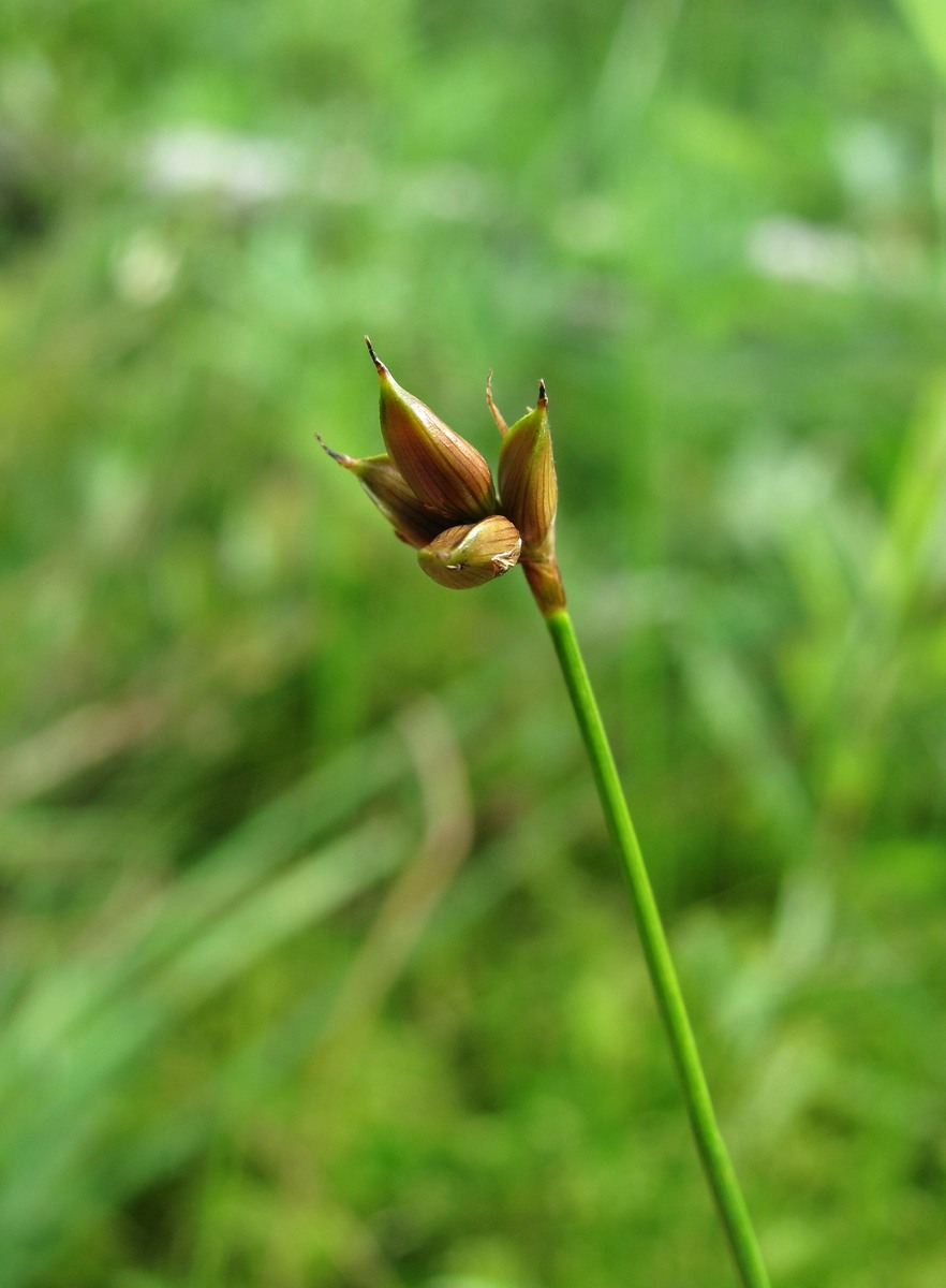 Изображение особи Carex chordorrhiza.