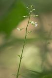 Circaea lutetiana