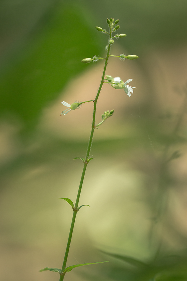 Image of Circaea lutetiana specimen.