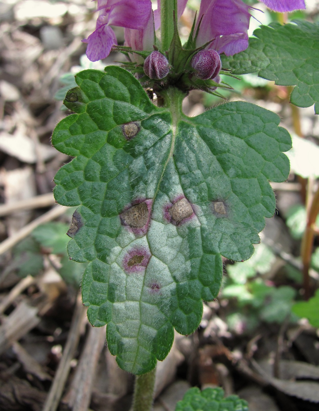 Image of Lamium maculatum specimen.
