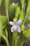 Viola mirabilis. Цветок. Саратов, Кумысная поляна, широколиственный лес. 24.04.2016.