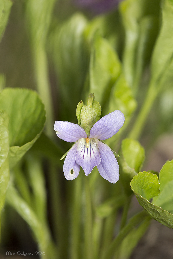 Изображение особи Viola mirabilis.