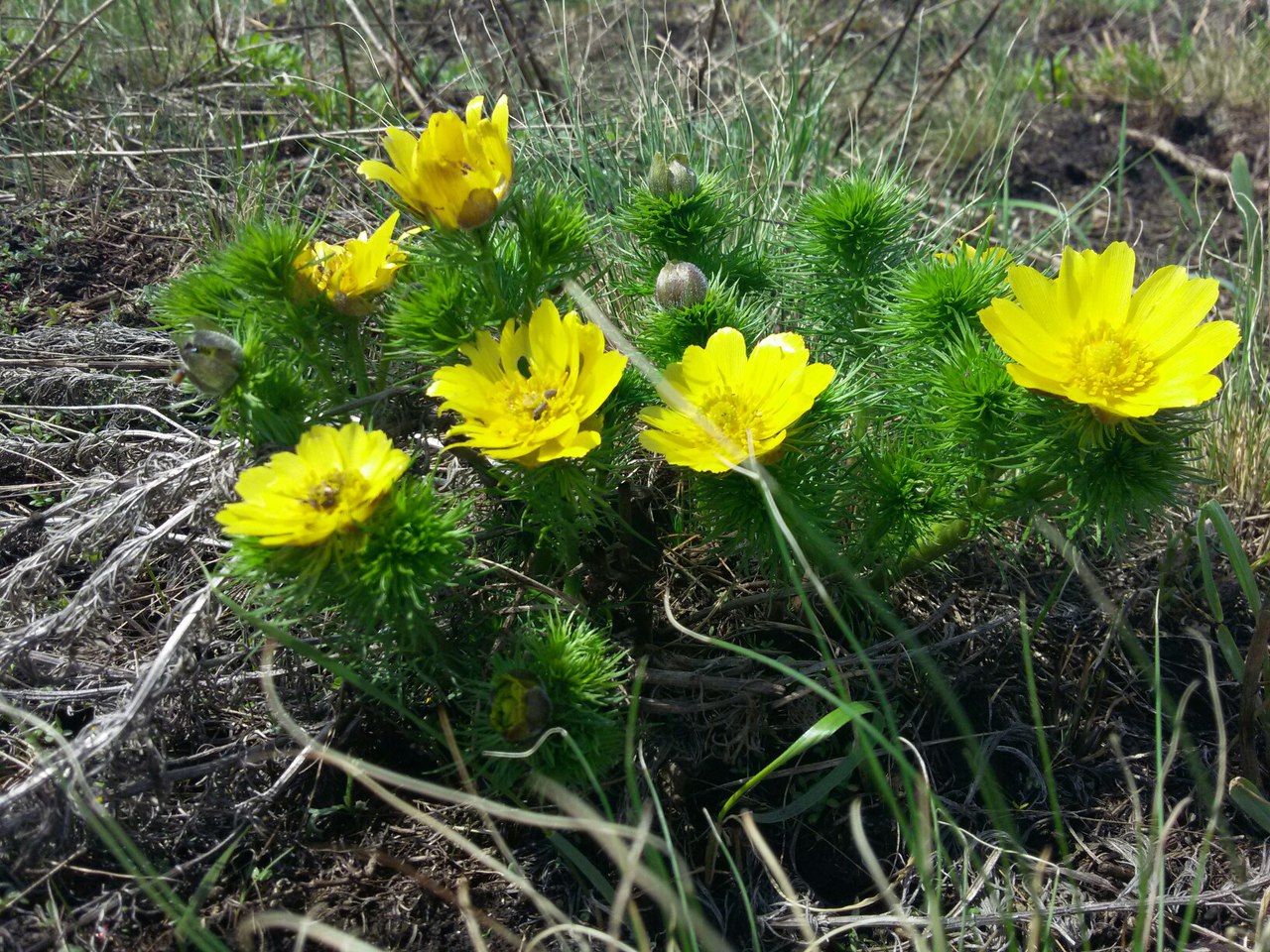 Adonis vernalis