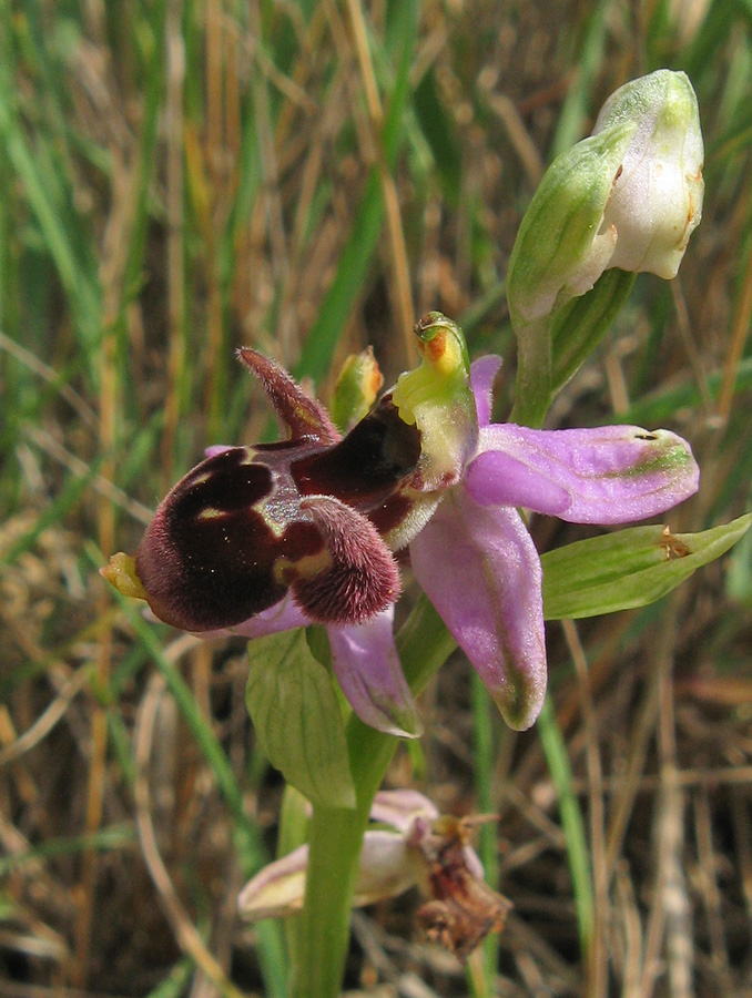 Image of Ophrys oestrifera specimen.