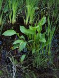 Alisma plantago-aquatica