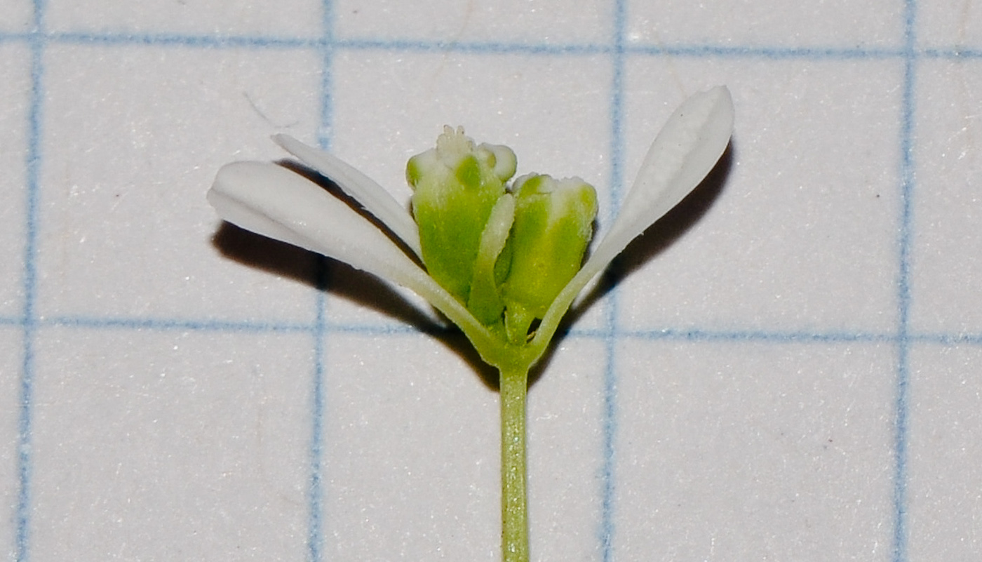 Image of Euphorbia graminea specimen.